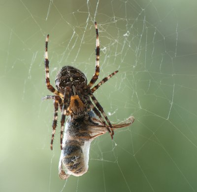 Spinne und Opfer.jpg