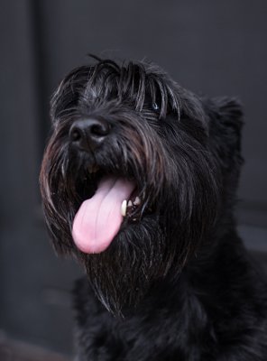 Schnauzer.jpg