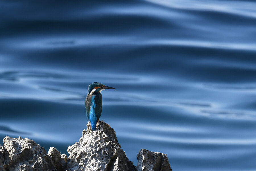 231014020 1 Eisvogel am Meer - Rovinj in Kroatien.jpg