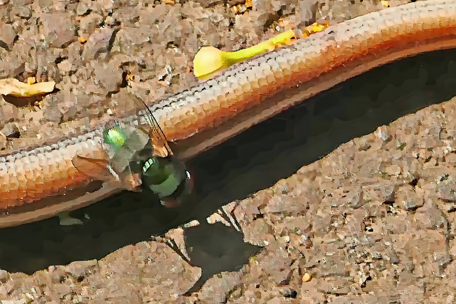 ToteSchlangemitFliegeaufGehsteigV5HIDYAUSSHNITT.jpg
