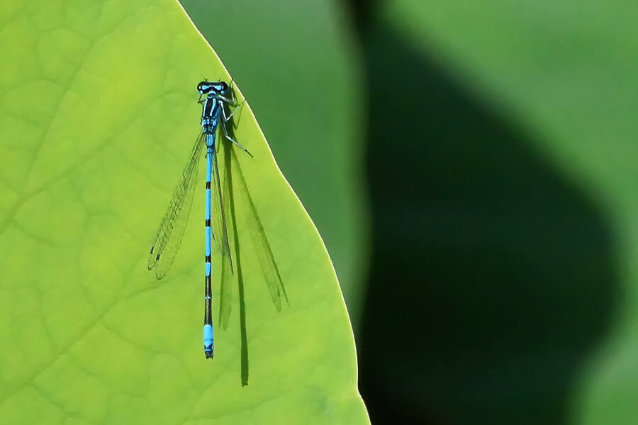 LibelleBlauaufgrünemBlattV5AUSSCHNITTL1011172.jpg