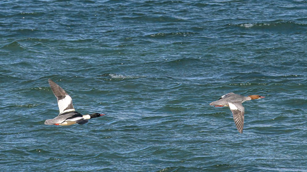 Mittelsäger 2 _NIK3509.jpg