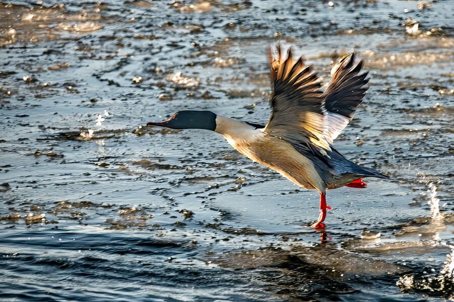 Mittelsäger_NIK3787 Kopie.jpg