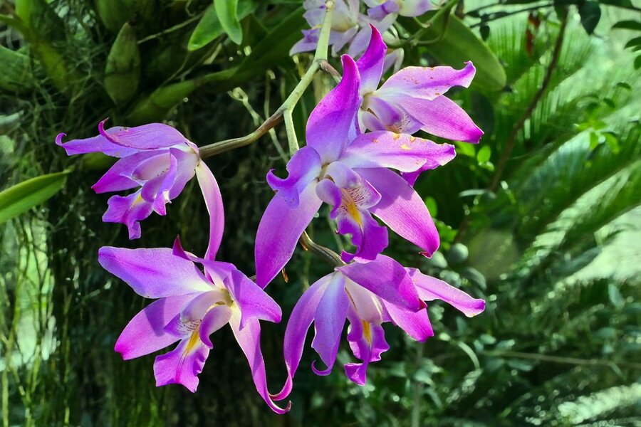 OrchideengruppeLilaweissaufStammV5.jpg