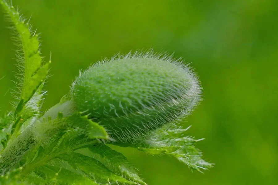 MohnKapselGrünaufGrünSL3Si1004002EXTGESPFINFINFIN.webp