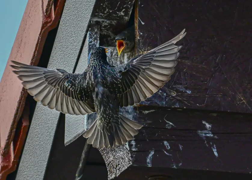 DSC_4730.webp
