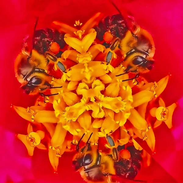 BienentanzSL3Si105Macro.webp