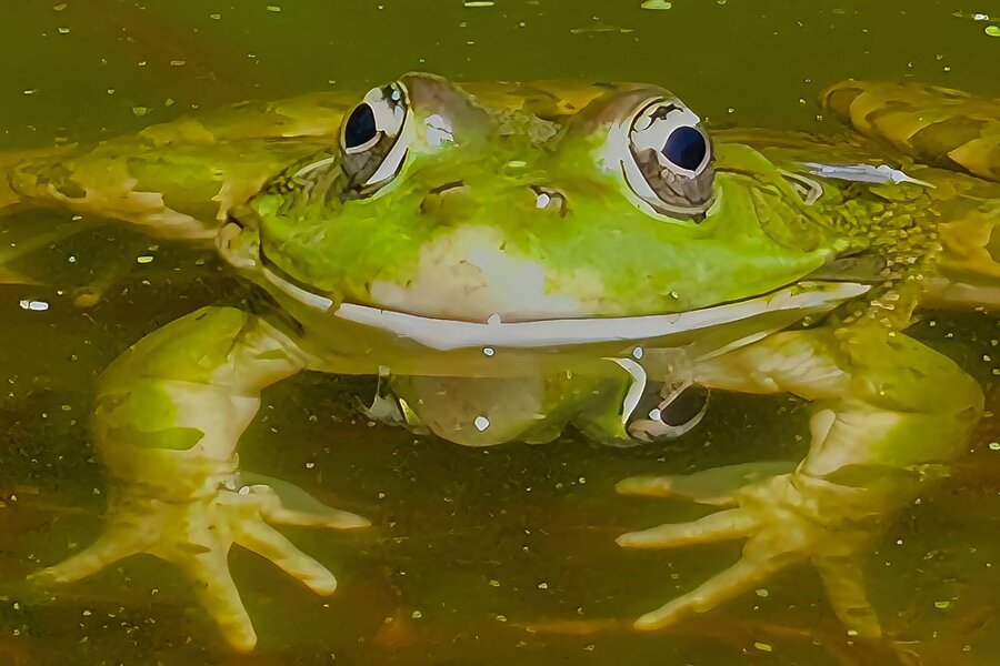 FroschGANZGROSSPorträtlachendSL3Si105Mac.jpg
