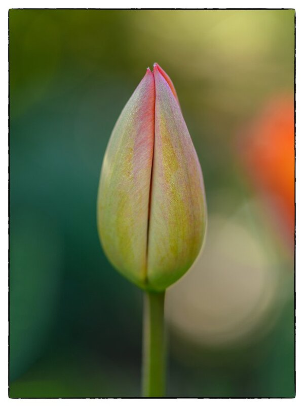 Tulpe.JPG