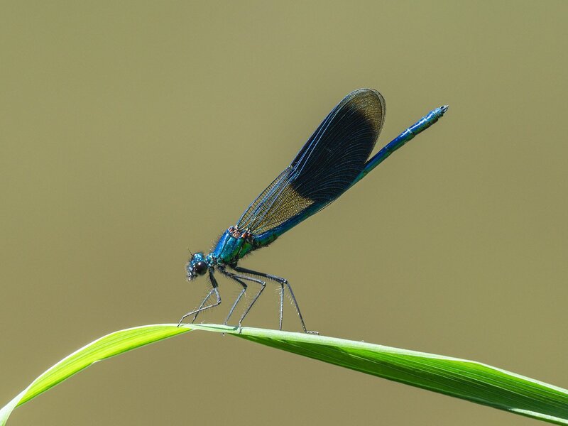 ci_A7506235.jpg