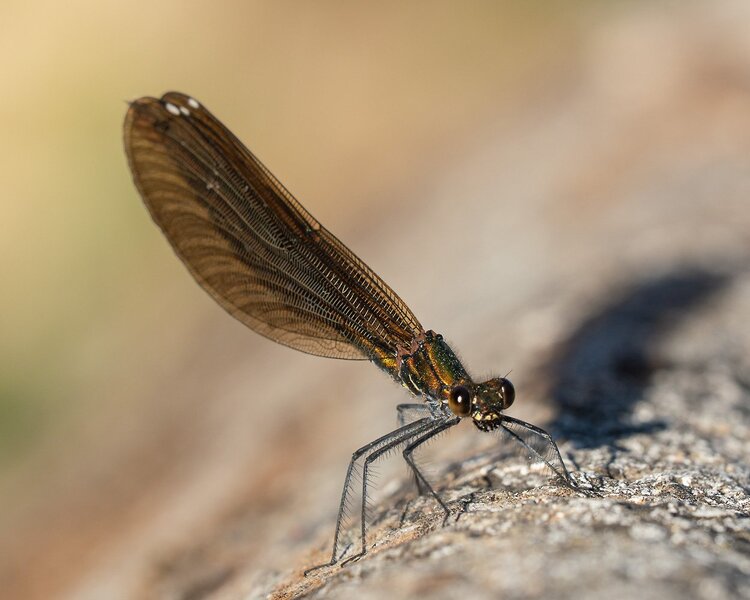 ci_A7506272.jpg