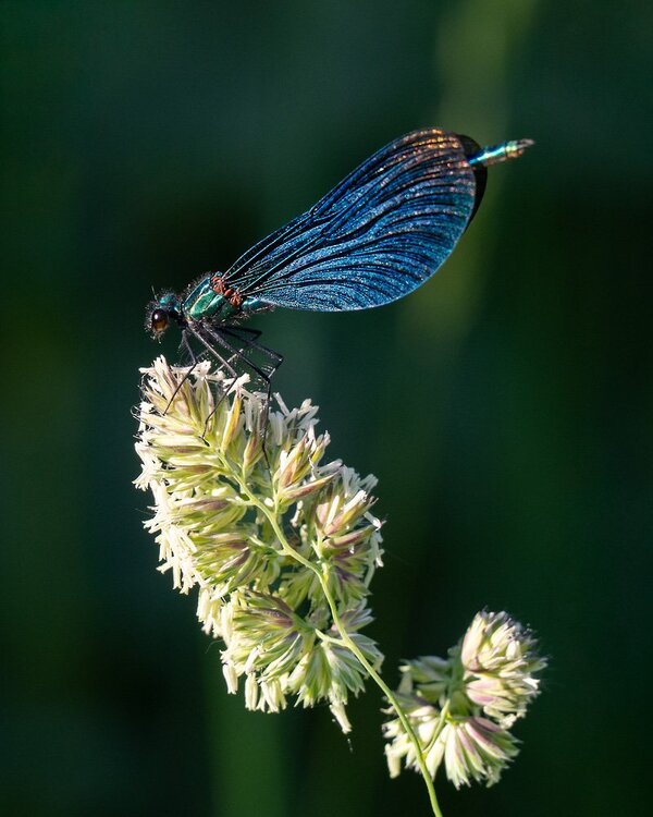 ci_A7506297.jpg