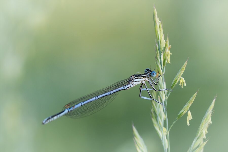 ci_A7506426.jpg