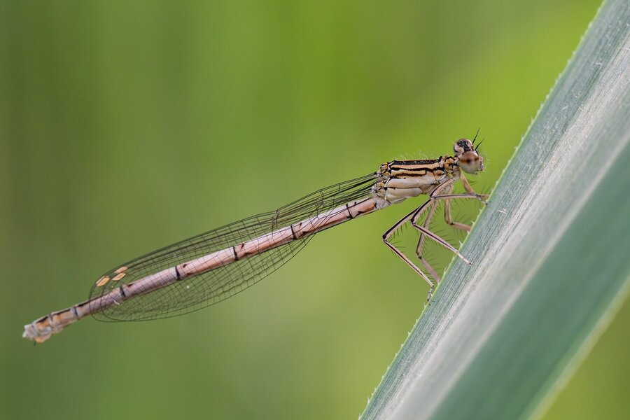 ci_A7506455.jpg