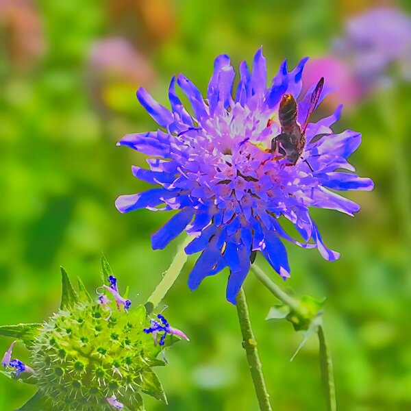BlumeBlauInsektimKopfstandV5QUADRAT.jpg