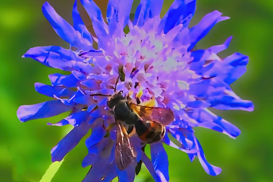 BlumeBlaumInsektmFlügelZWEIV5AUSSCHNITT.jpg