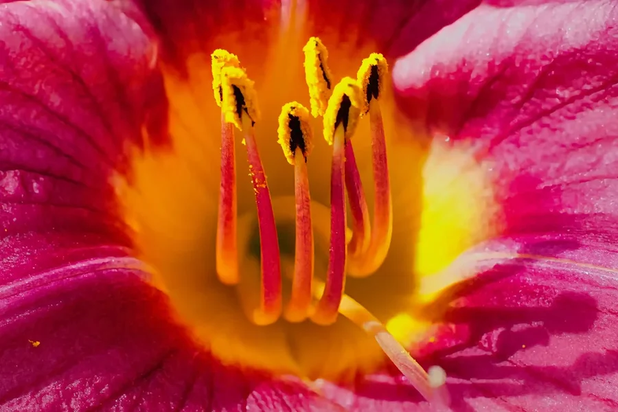 LilieLilaStuabgefässeENGSL3Si20200.webp