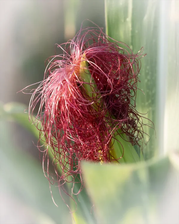 ci_A7509418_ce.webp