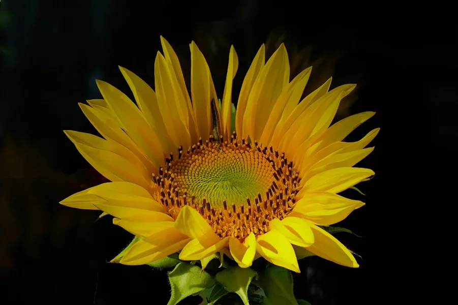 SonnenblumeGROSSaufDunkelSL3Si20200.webp