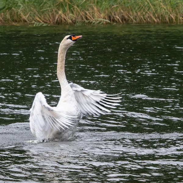 Schwan 1 DSC_7807.webp