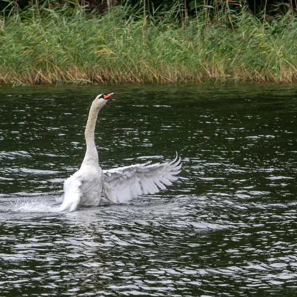 Schwan 2 DSC_7819.webp