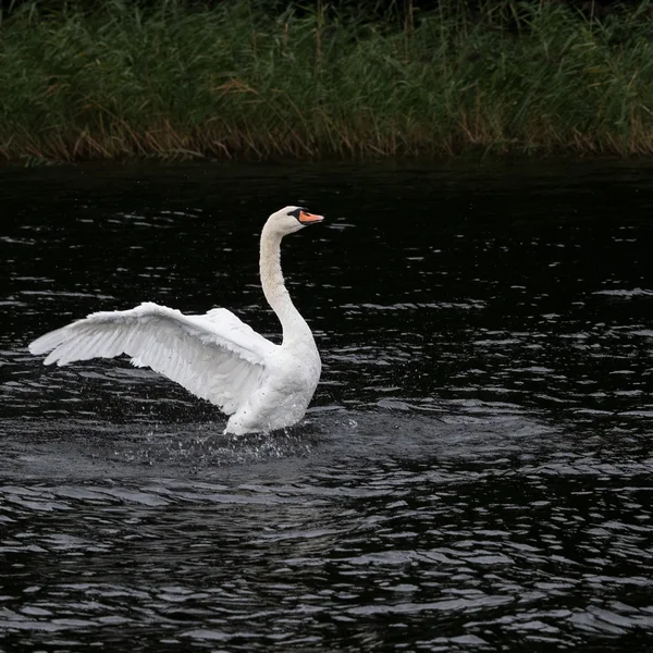 Schwan 3 DSC_7826.webp