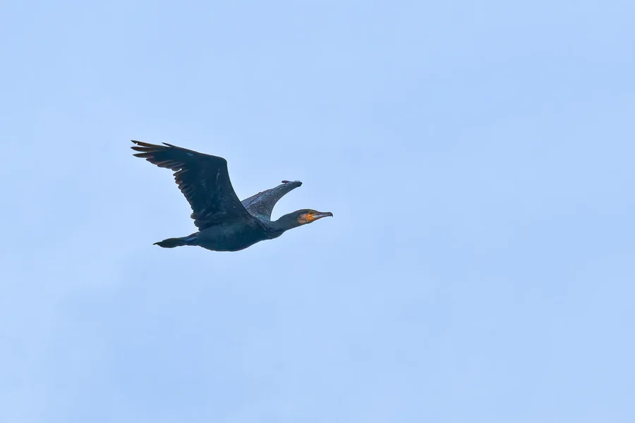 Kormoran im Flug DSC_8127_DxO.webp