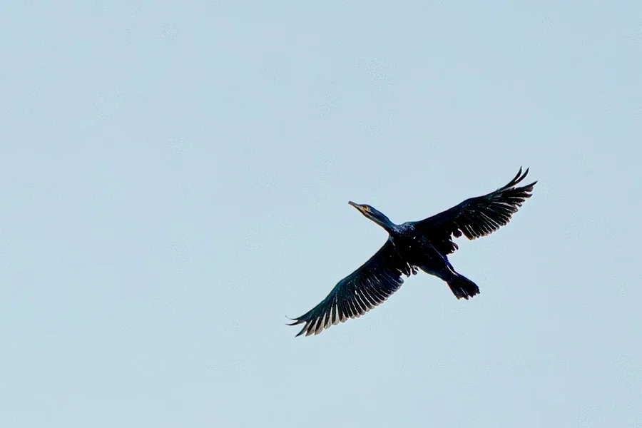 Kormoran im Flug DSC_7859.webp
