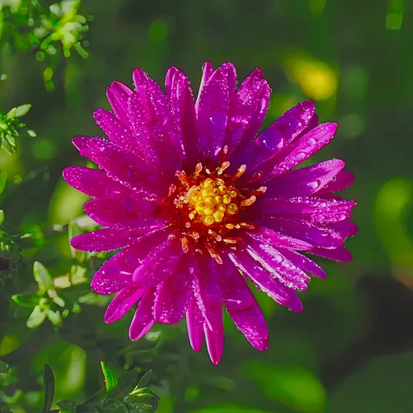 BlumeAsterLilaRosaQuadratOM190.webp