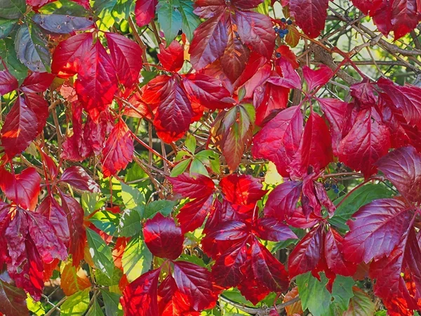 FarbendHerbstesBlätterRotuGrünOM112-40.webp