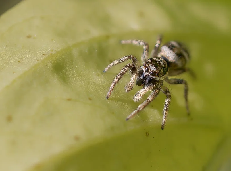Kleine Spinne-2.webp