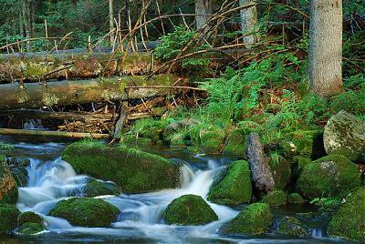 Nikkor 50 mm 1,8 AF D.jpg