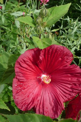 Hibiskus-Staude Blüte.JPG