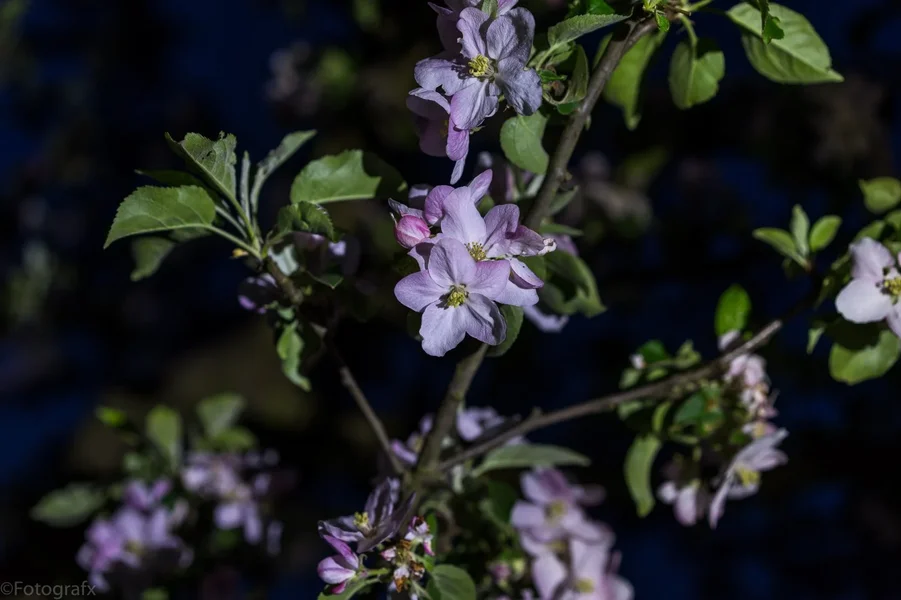 DSC01277.webp