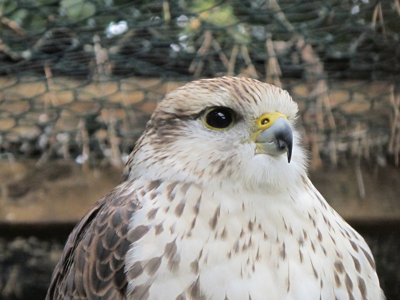 Turmfalke Hercules (2).JPG