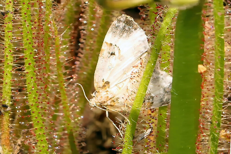 SchmetterlingimSonnentauEINSV5.jpg