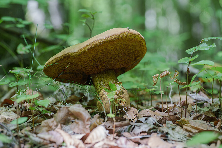 ci_A7409665.jpg