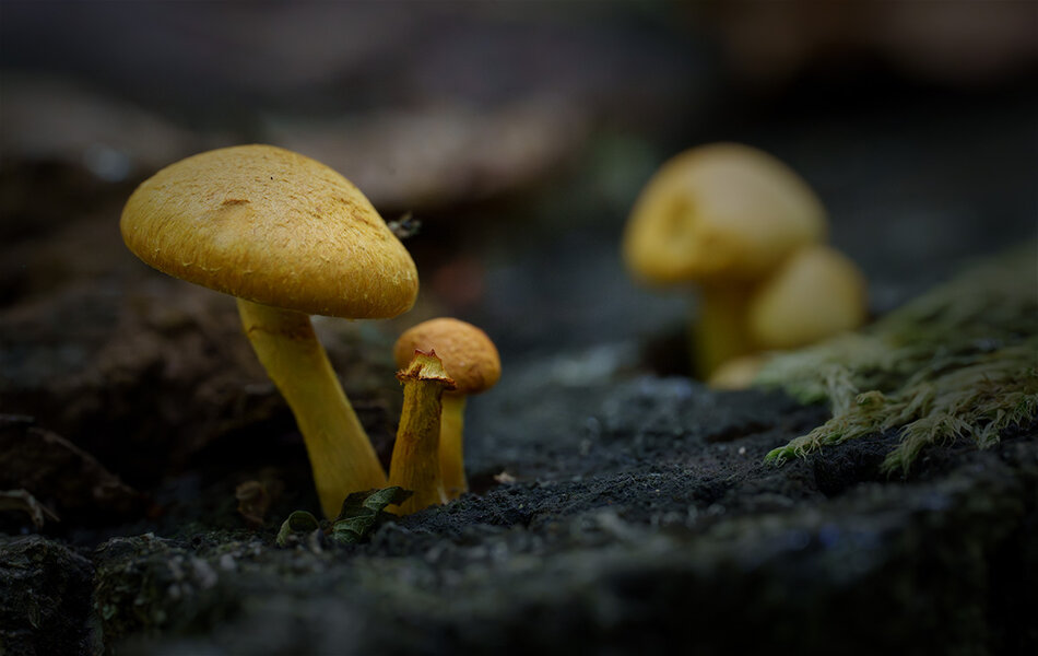 ci_A7409695.jpg