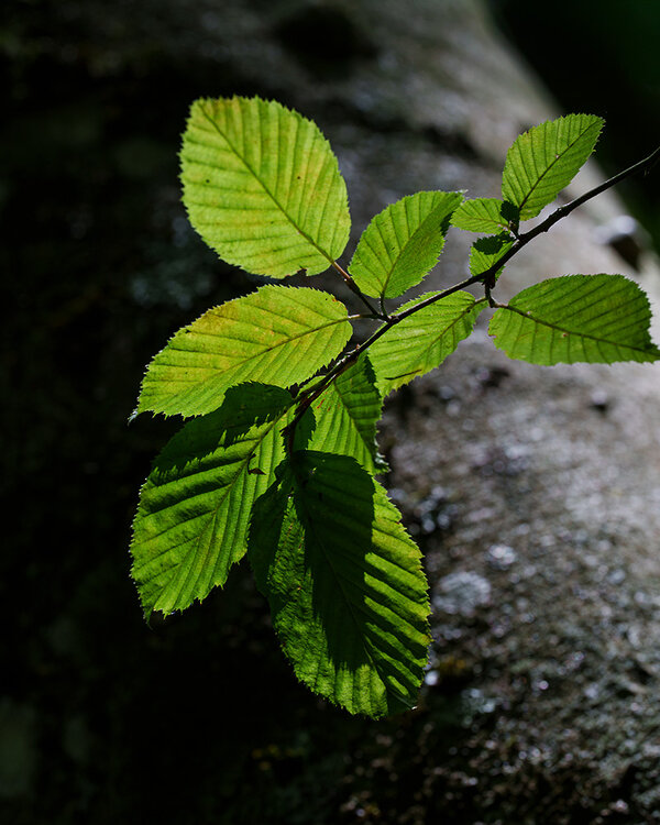 ci_A7409541.jpg
