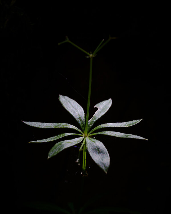 ci_A7409687.jpg