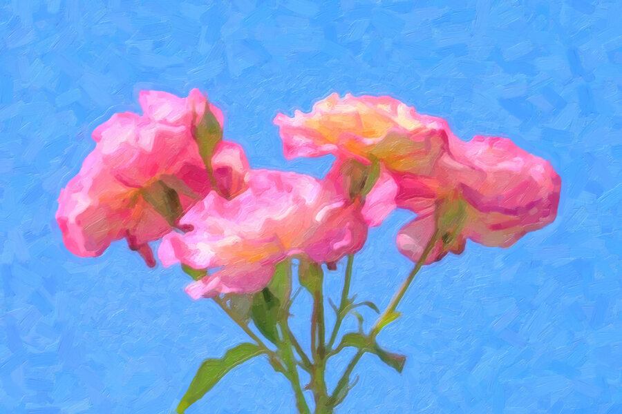 RosenRosaWeiss4stückgegenHimmelV5ARTWORK.jpg