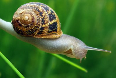 Schnecke_400.jpg