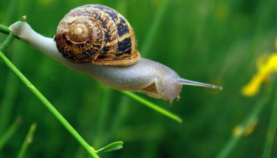 Schnecke_ganz_400.jpg