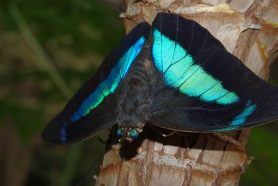 bluebutterfly.JPG