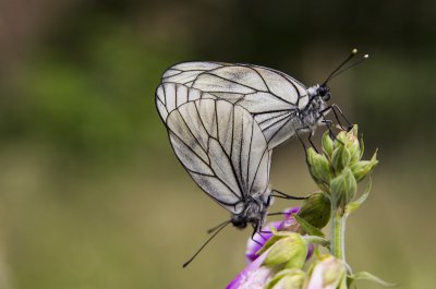 20120617-_IGP1366(Aporia crataegi).jpg