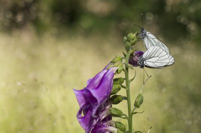 20120617-_IGP1421(Aporia crataegi).jpg