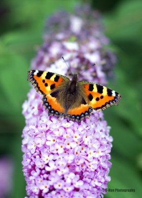 Butterfly-400x600.jpg