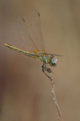 867.JPG