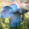 dunkelfalke